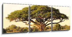 Obraz s hodinami 3D tdln - 150 x 50 cm F_BM40470084 - Acacia on the African plain - Akcie na africk planin