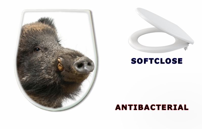 WC sedátko 42860529 - Wild boar, also wild pig, Sus scrofa, 15 years old - Divoké prase, také divoké prase, Sus scrofa, 15 let