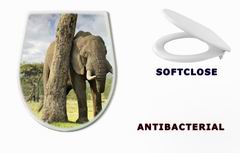 WC sedtko 40503276 - African elephants