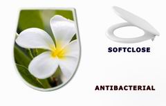 WC sedtko 42353614 - tropical flowers frangipani (plumeria)