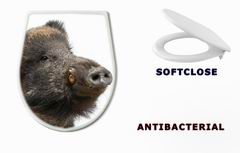 WC sedtko Wild boar, also wild pig, Sus scrofa years old