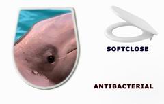 WC sedtko Beluga whale